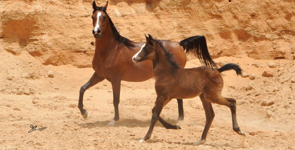  ملك جمال الخيل العربي في الطائف