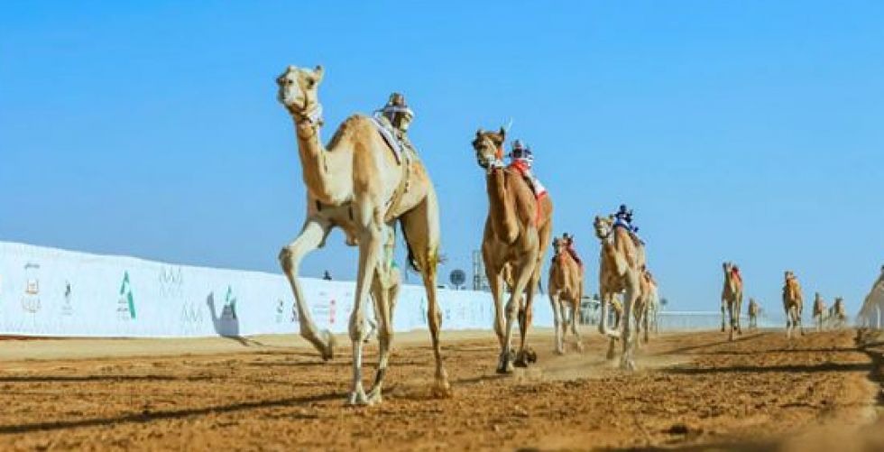 البطولة السعودية للهجن