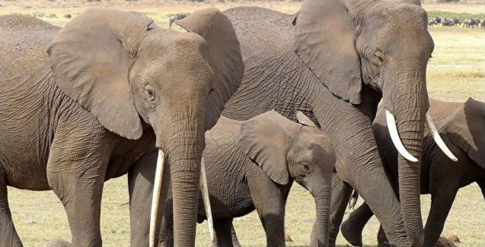 اجتماع دوليّ للبحث في مصير قرش الماكو والفيل الافريقي