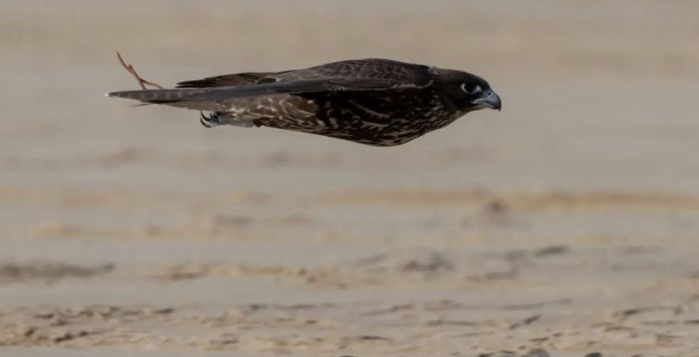 كأس نادي الصقور السعودي