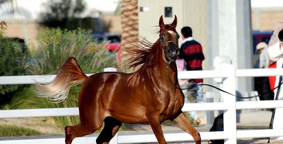 جمال الخيل العربي في الرياض وعجمان 