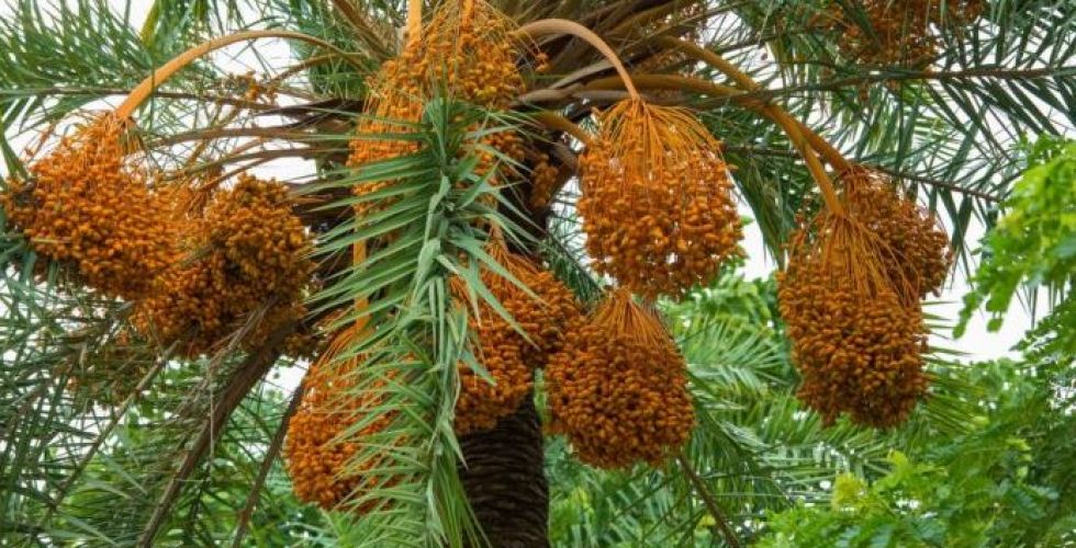 الذكاء الاصطناعي لتمر سعوديّ عالي الجودة