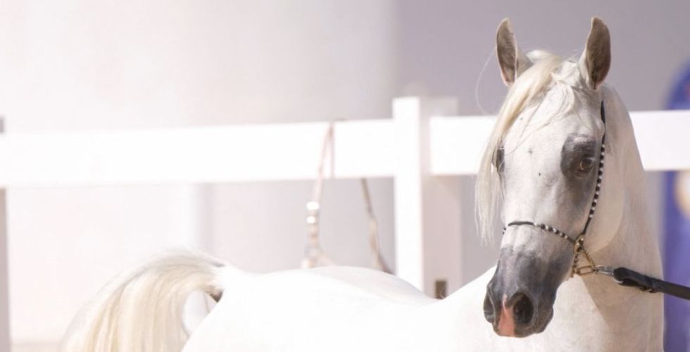 جمال الخيول العربية في بنغازي