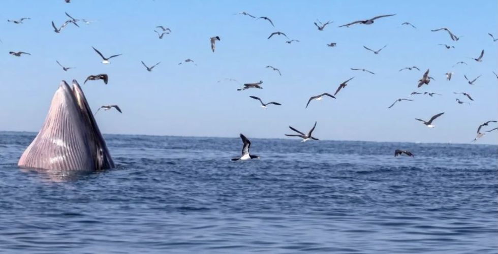 حوت بريدي في محمية جزر فرسان