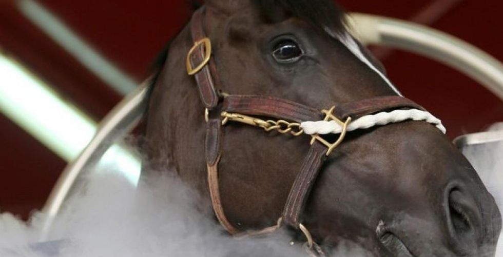دبي تستخدم تكنولوجيا التبريد لعلاج الخيول في خطوة سبّاقة