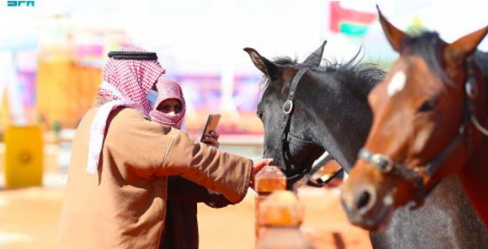 خيول عربية في مهرجان الملك عبدالعزيز للإبل