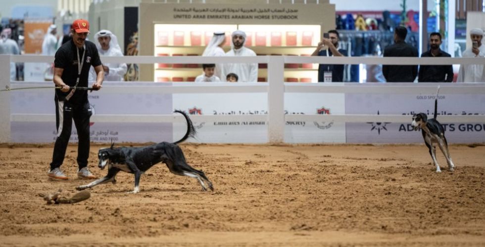 عروض الفروسية والسلوقي العربي في أبوظبي