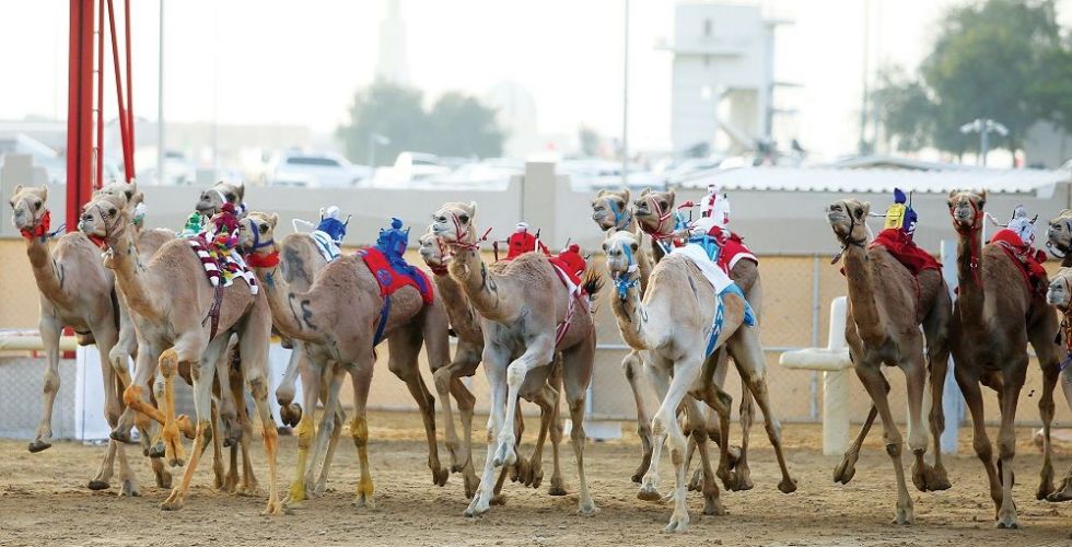 جوائز قيّمة تنتظرك في مهرجان سلطان بن زايد