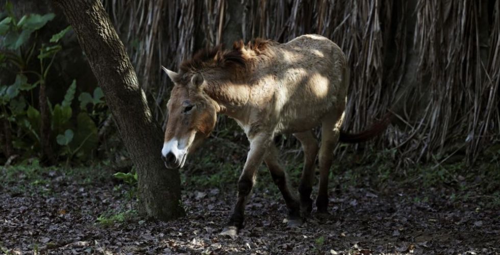 خيول مهدّدة بالانقراض
