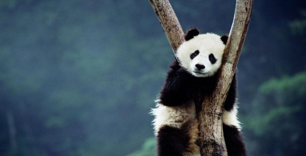هل الباندا مي شيانغ حامل؟