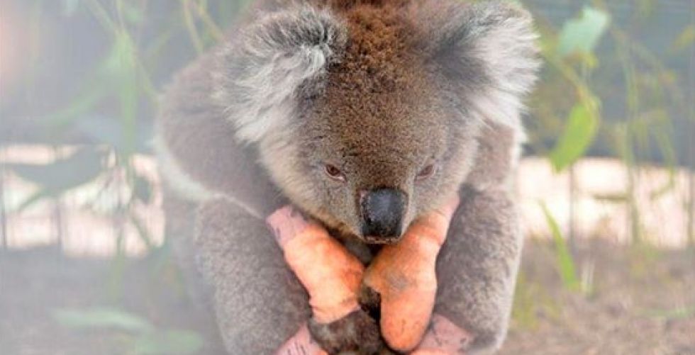 ثلاثة مليارات من الحيوانات المتنوعة ضحية حرائق استراليا