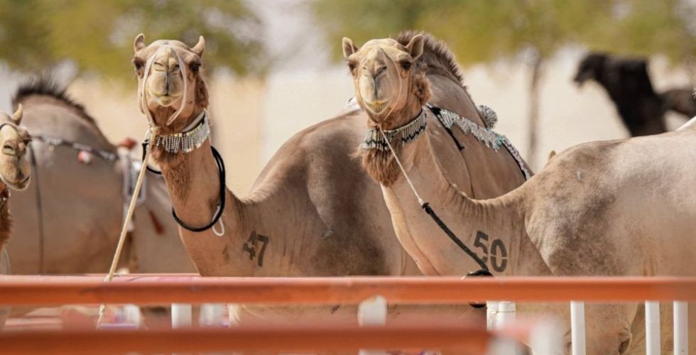 مهرجان الظفرة في أبوظبي