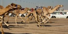 برنامج سباقات الهجن في أبوظبي