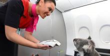 حيوانات الكوالا على متن طائرة كوانتاس 