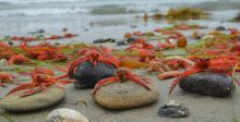 السرطان البحري يُصبغ بالاحمر شاطئ كاليفورنيا