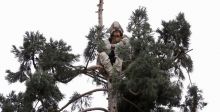 عشُّ رجل في رأس شجرة سيكويا