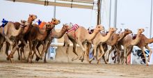 سباق قطر للهجن العربية الاصيلة