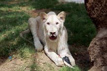 أسد أبيض في حديقة حيوان في بغداد 