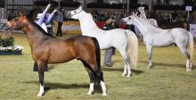بطولةٌ لجمال الخيول العربية في السعودية