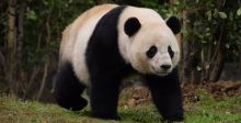 فقراء الصين يستفيدون من الباندا