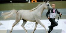نتائج بطولة قطر لجمال الخيول العربية
