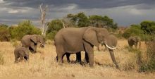 تنزانيا تكافح فيرتفع عدد الفيلة ووحيد القرن