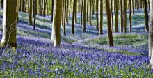 الغابة الزرقاء في بلجيكا تدعوك