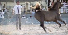 الخيل العربية في القصيم